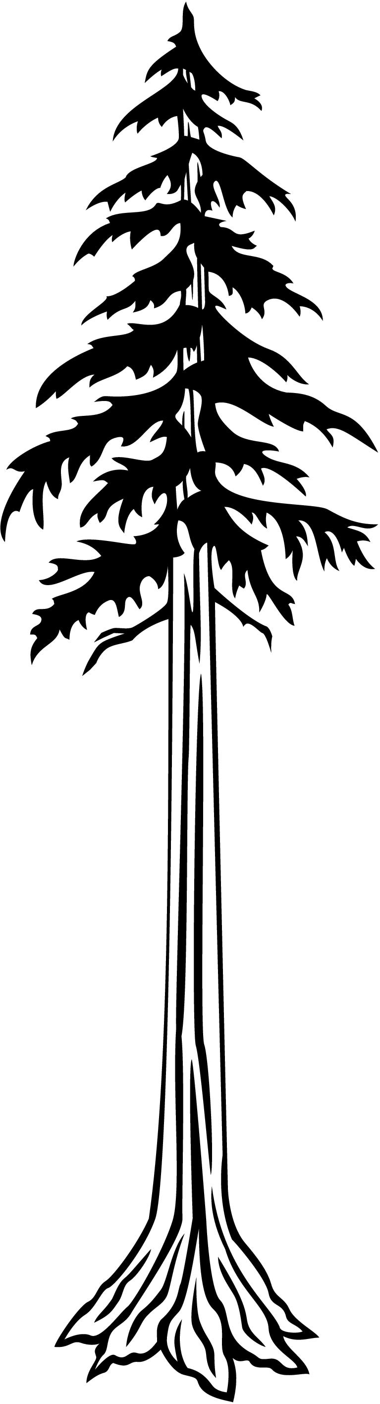 redwood tree drawing