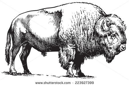 bison clipart 