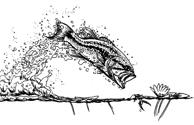 Bass Fish Clipart Black And White 40039 