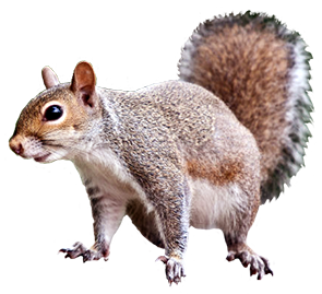 Chipmunk clipart 7 squirrel clipart free clip art image 