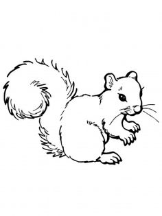 How To Draw A Squirrel 