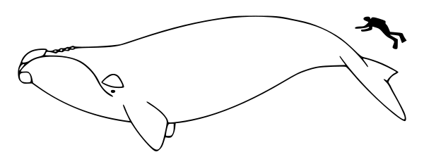 Whale black and white whale black and white clipart 8 – Gclipart 