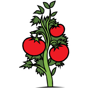 Tomato Plant Sale!