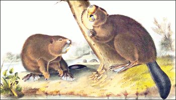 Beaver Dam Cliparts