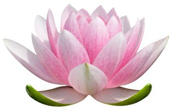 Lotus Blossom Clip Art 