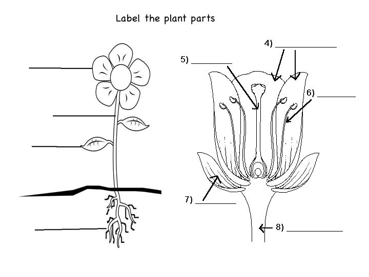 Understanding Botanical Anatomy: Tips for Accurate Plant Representation —  Katia Galante Art
