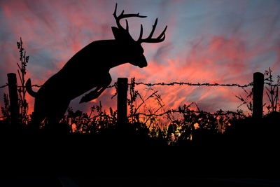 Deer Hunting Cliparts