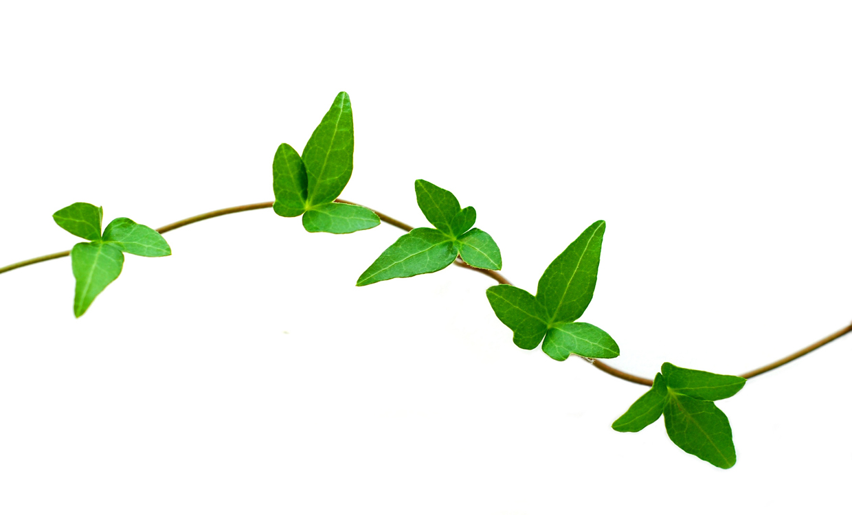 Leafy Vine Clipart 