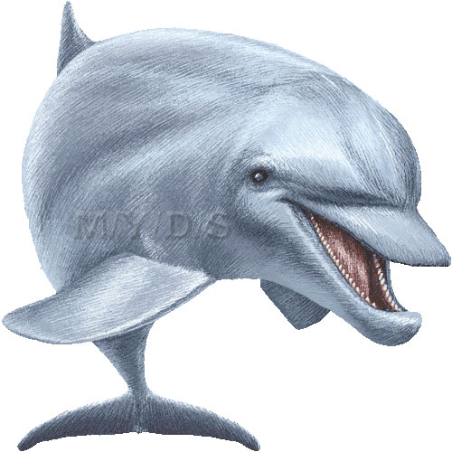 Dolphin Clip Art Clip Art Library