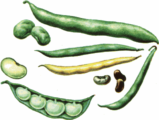 Clip Art Black White And Green Beans Clipart 