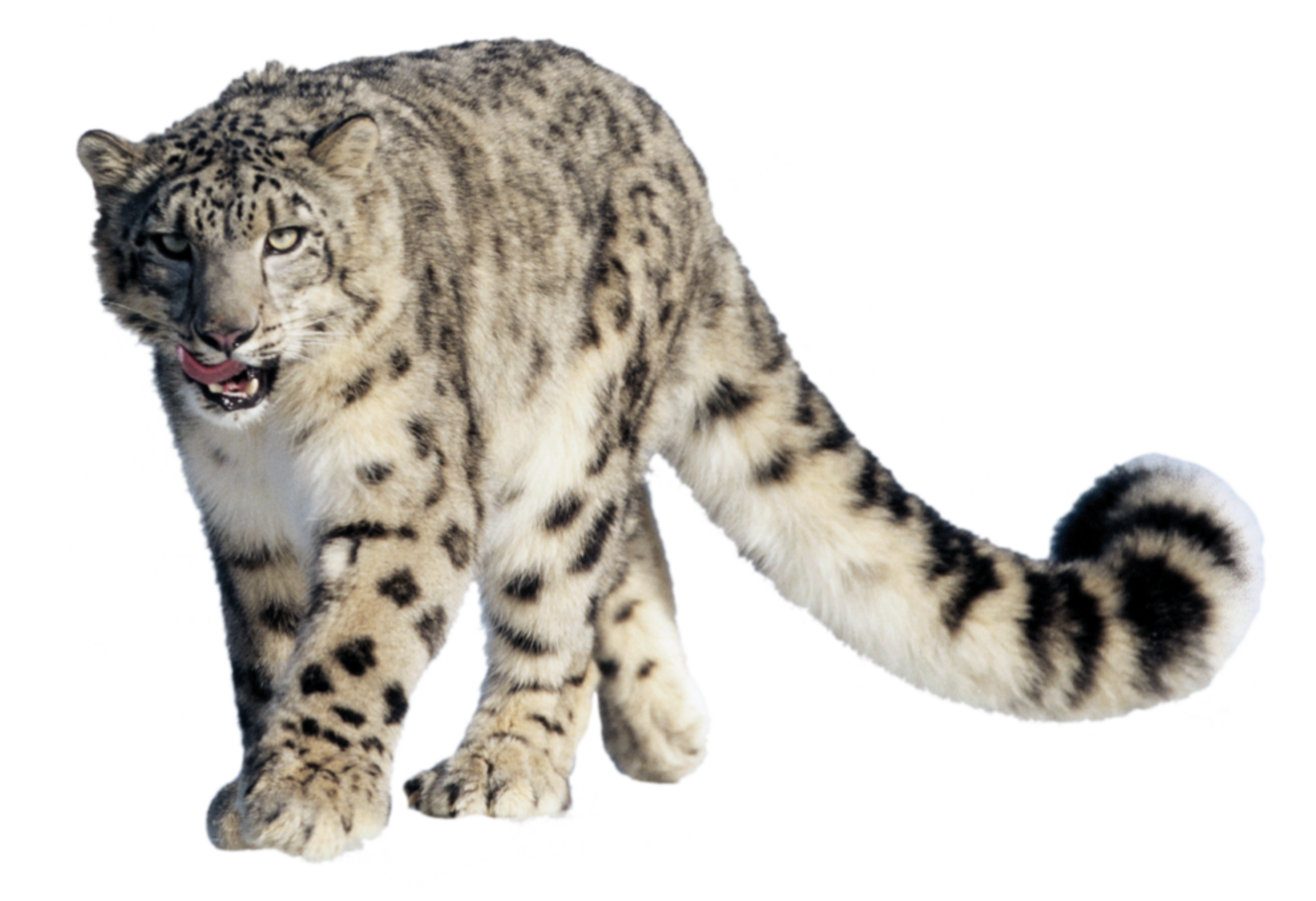 Snow Leopard : simplebooklet 