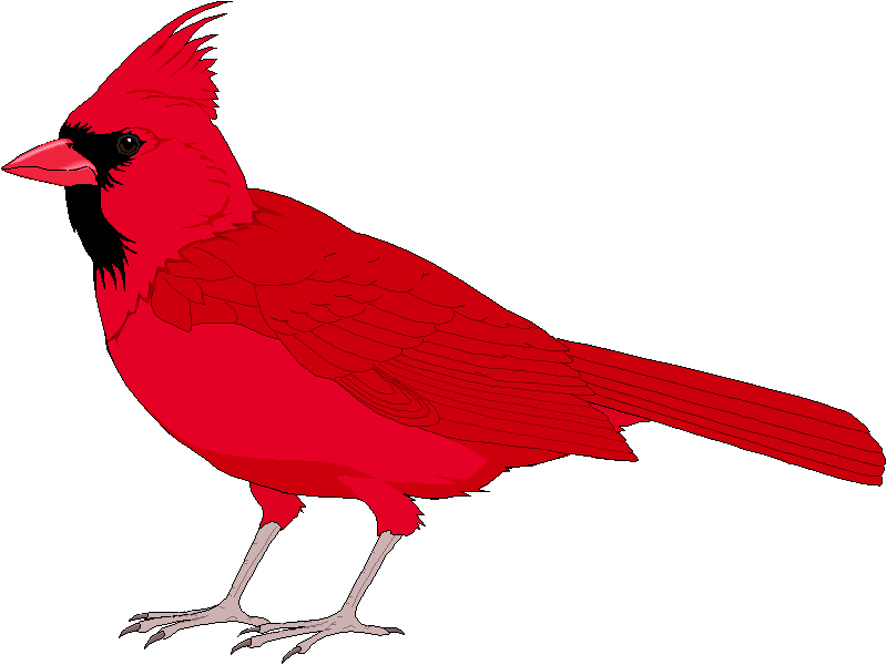 Cardinal cliparts 