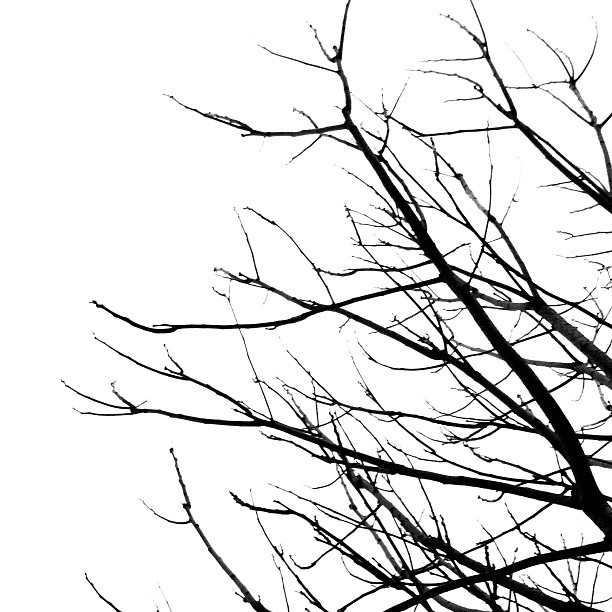 Simple Black And White Tree Branches 