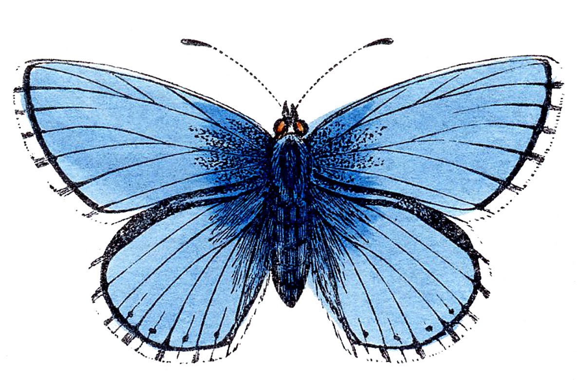 Butterflies