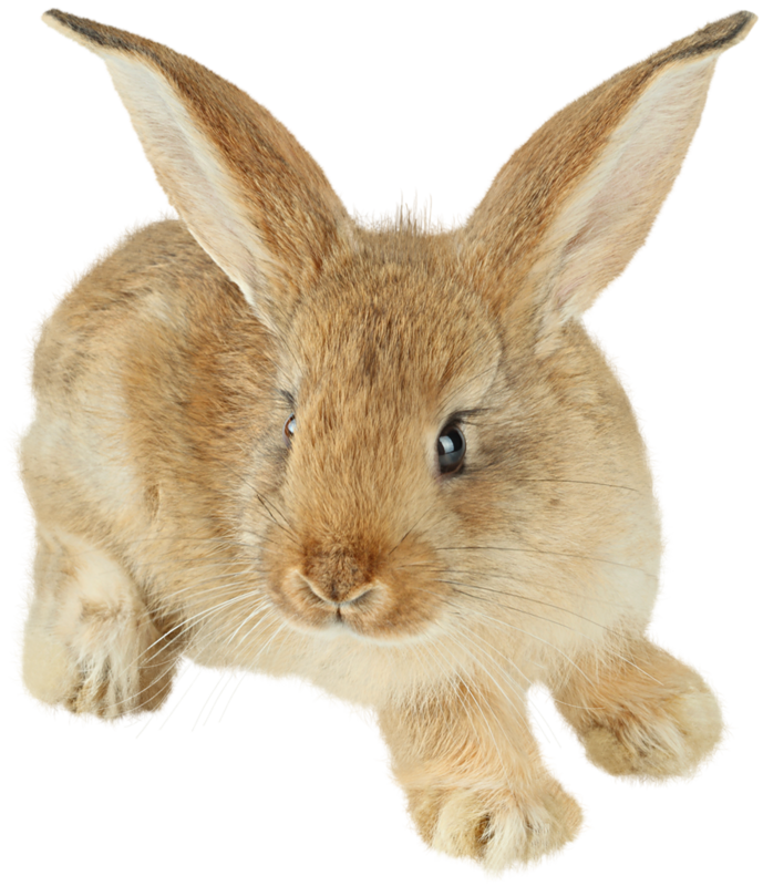 Cute Painted Bunny PNG Picture Clipart
