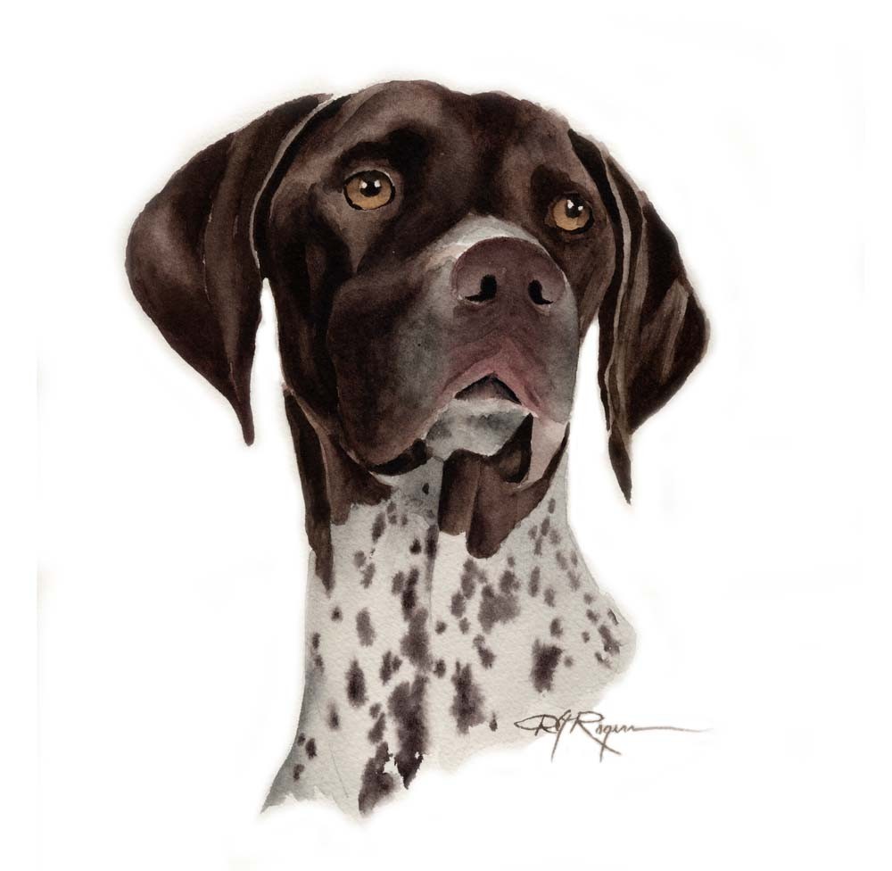 German shorthaired pointer clipart