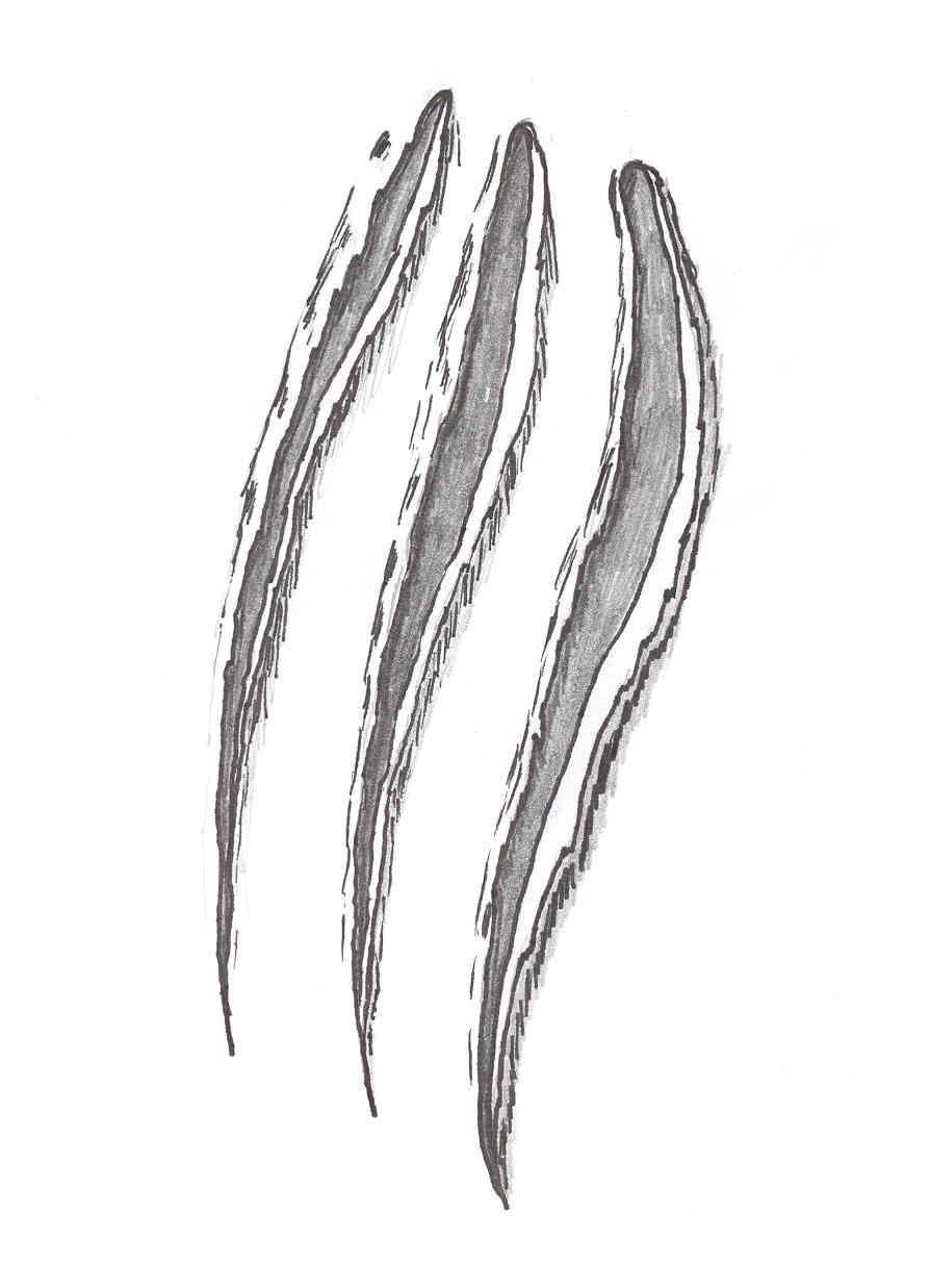 Cat Scratching Cliparts