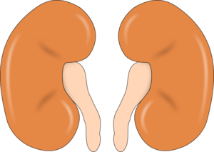 Two Kidneys Clip Art at Clker