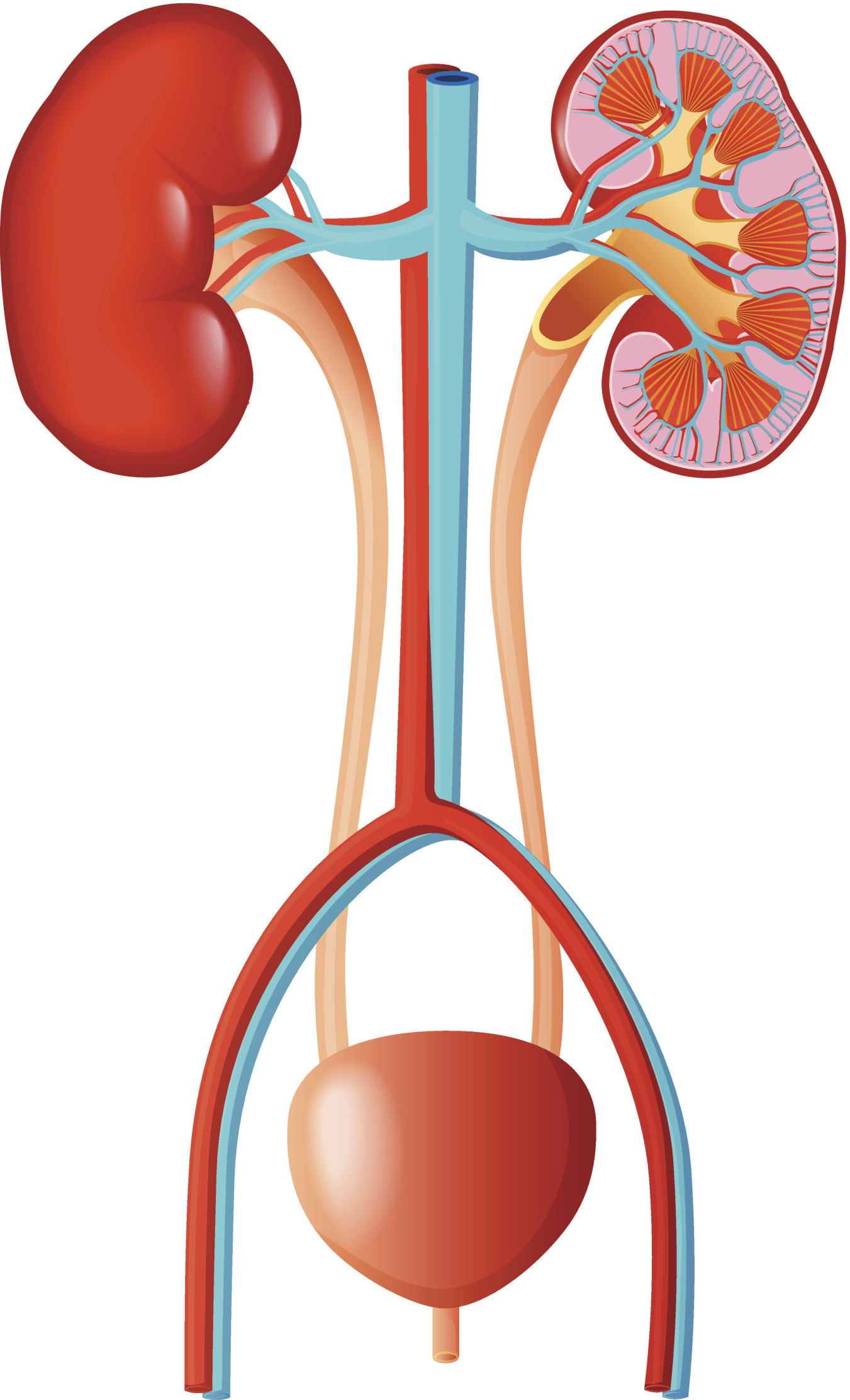 kidney-and-bladder-clip-art-clip-art-library