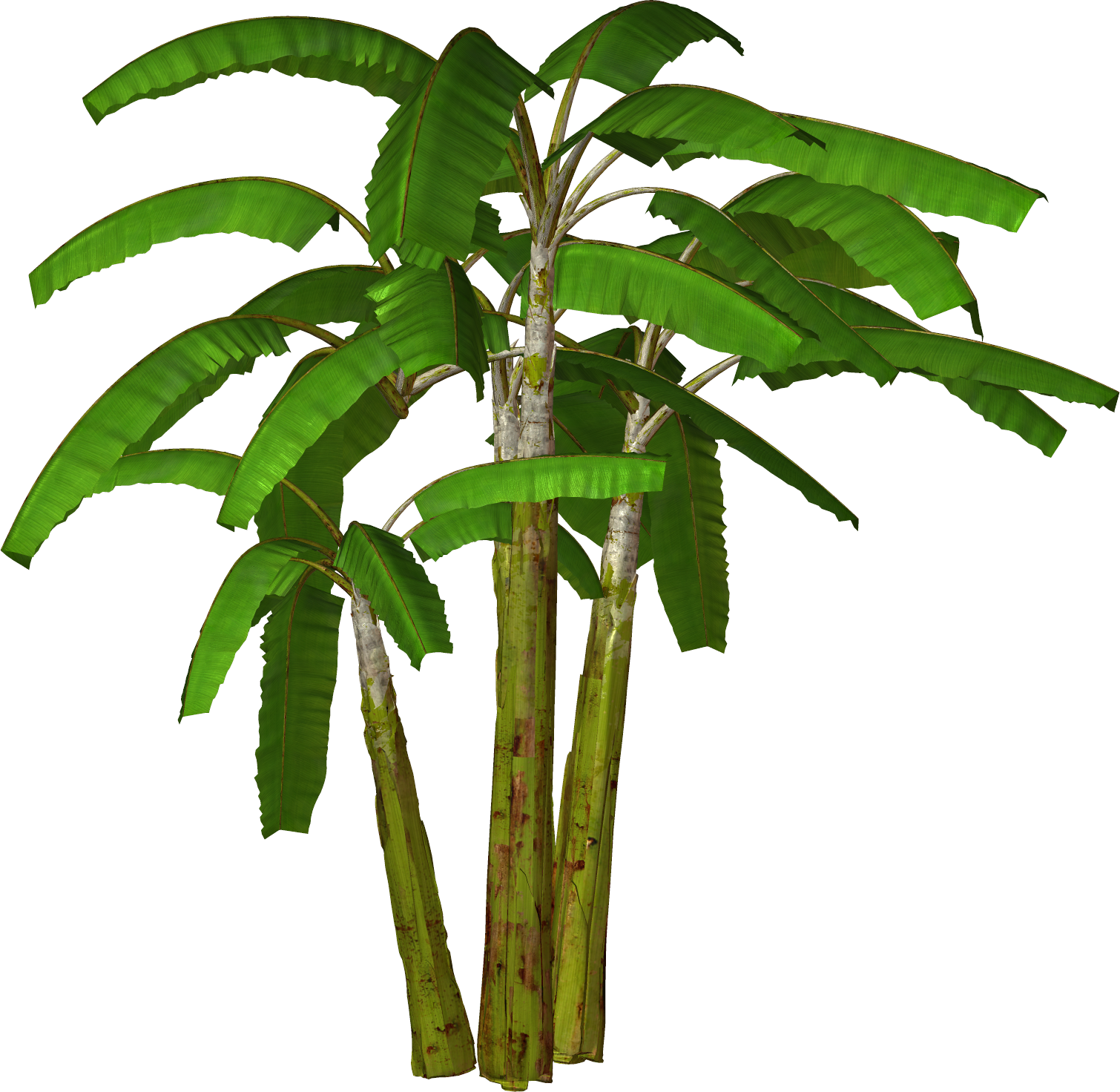 Banana palm clipart 