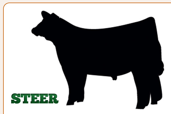 show steer clipart - Clip Art Library