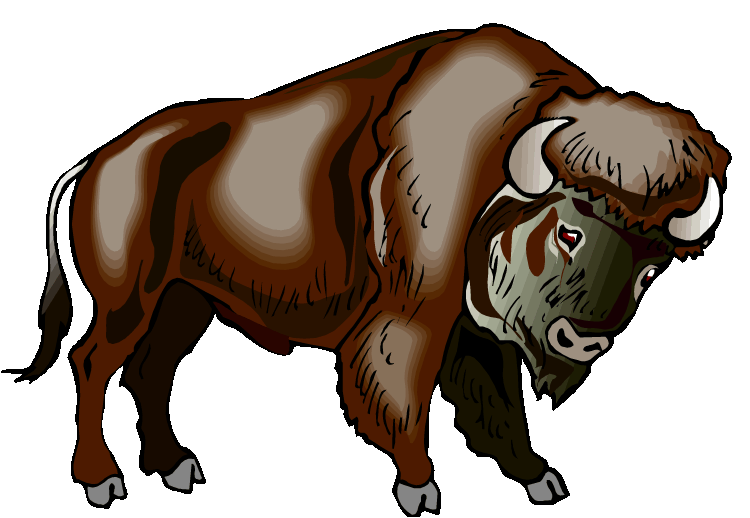 Free Buffalo Clipart Pictures