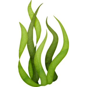 Free Sea Plants Cliparts, Download Free Sea Plants Cliparts png images ...