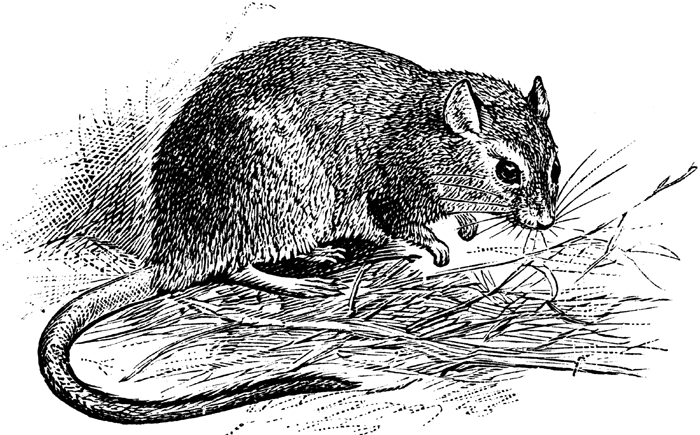 Cute Cliparts Gerbils