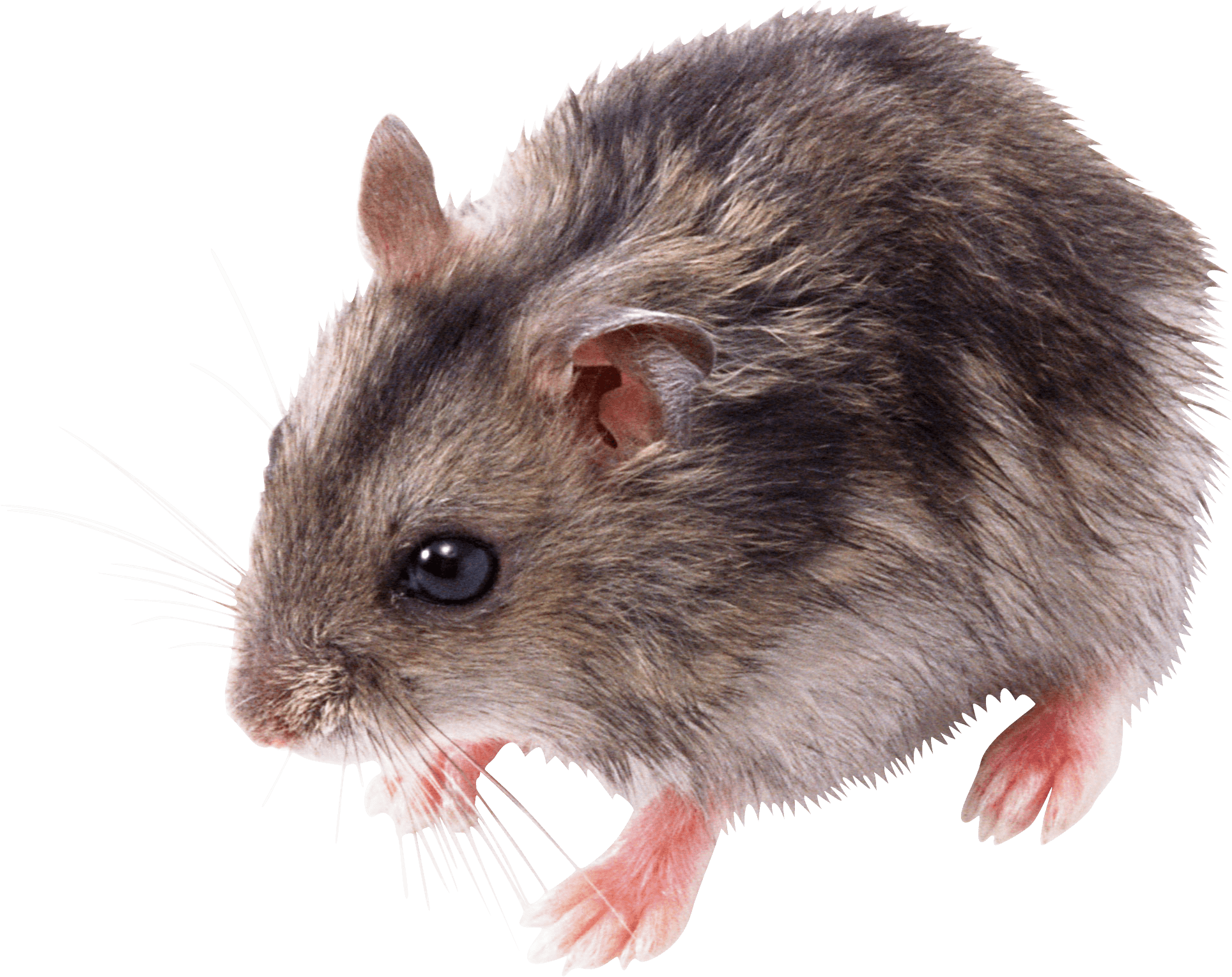 Cute Cliparts Gerbils