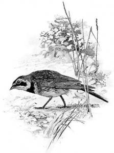Lark Cliparts