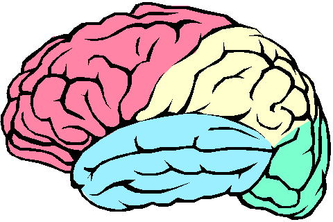 Anatomy clipart 9 brain clipart brain clip art