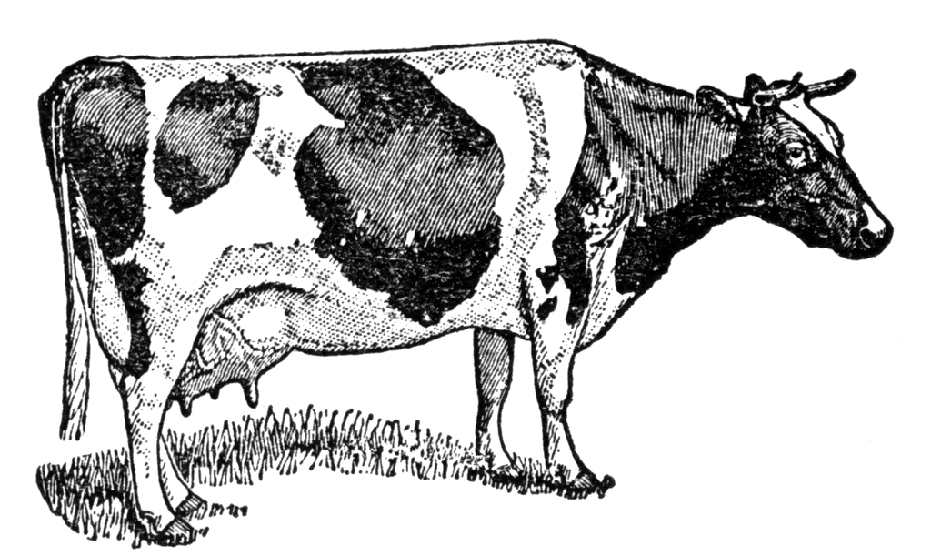 Dairy Calves Clipart