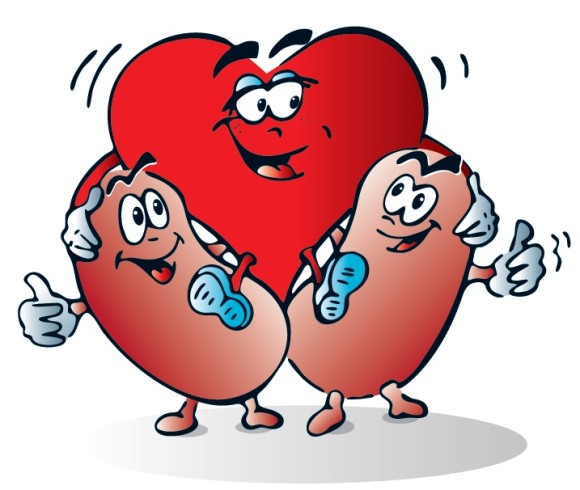 Kidney disease clipart