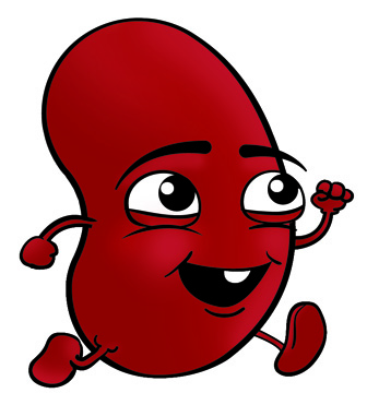 Health Kidneys Cliparts