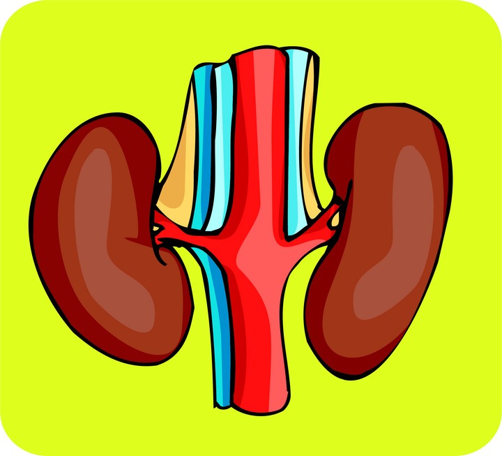 Health Kidneys Cliparts