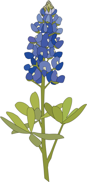 Bluebonnet flower clipart