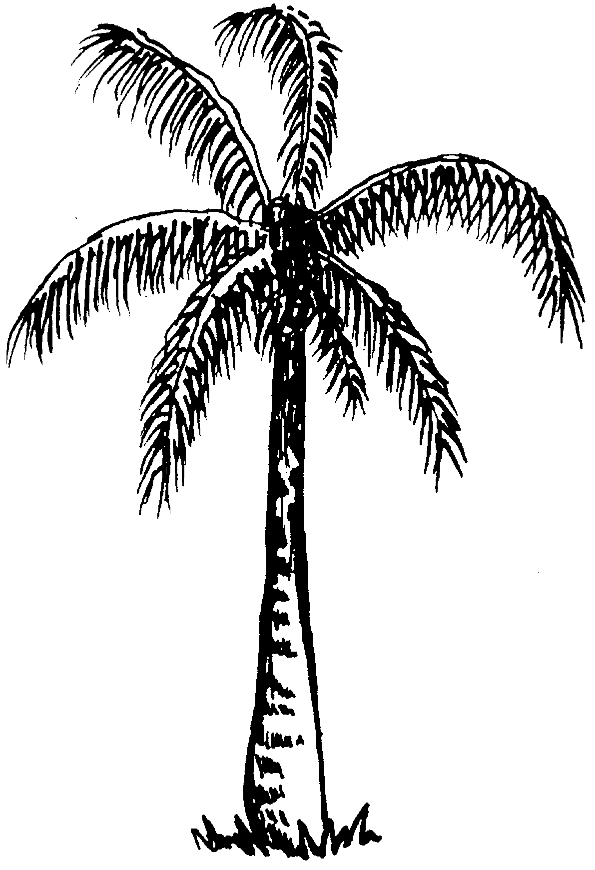 Coconut Tree Black And White Clipart