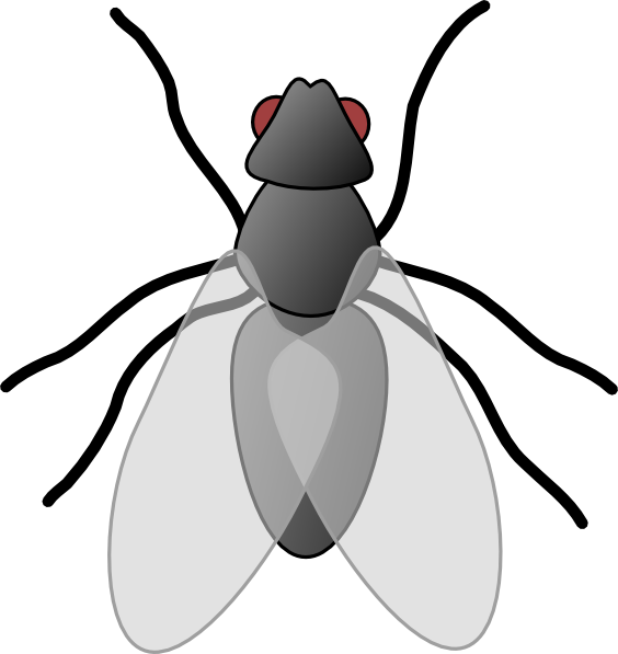 Black Fly Clipart