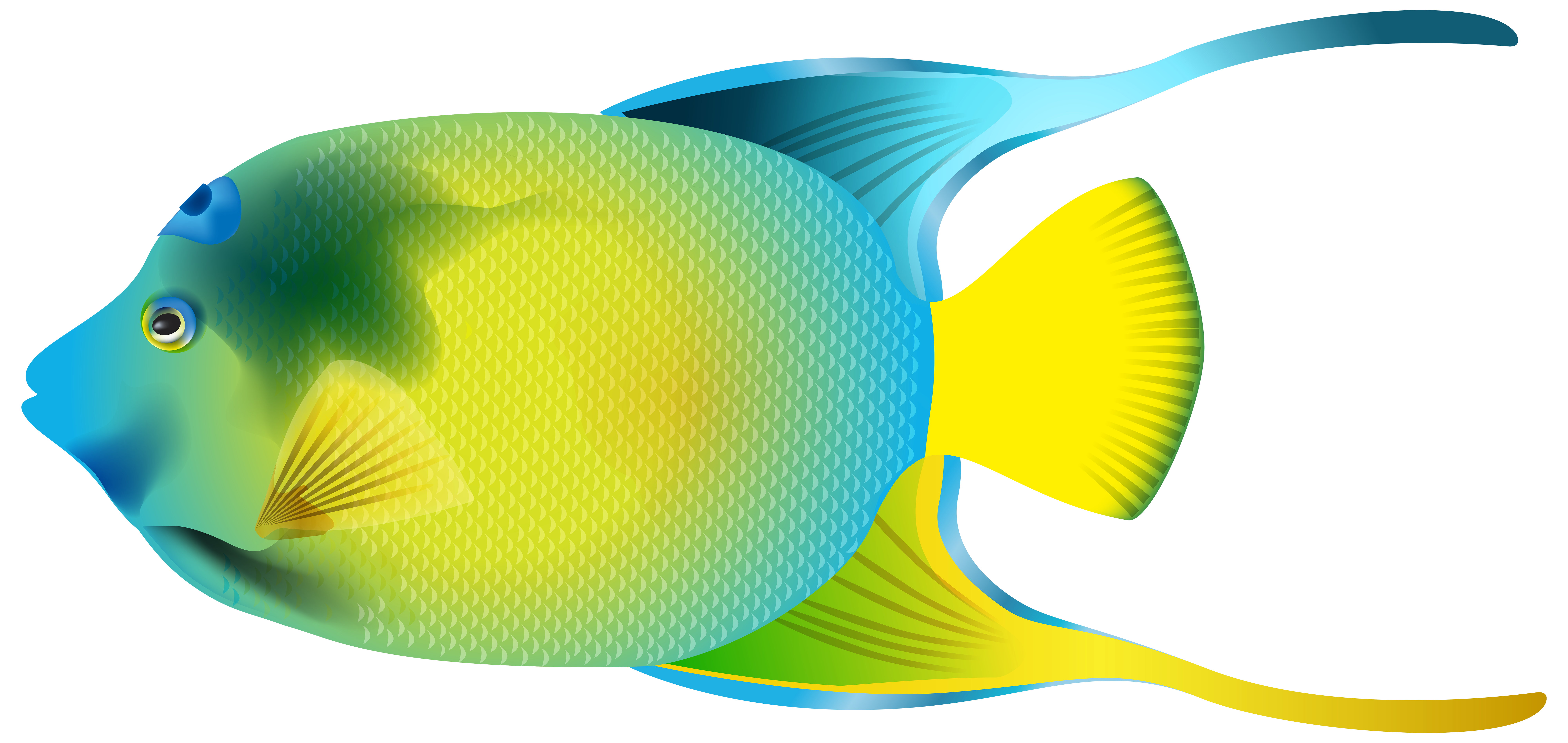 Free Angel Fish Cliparts, Download Free Angel Fish Cliparts png images ...