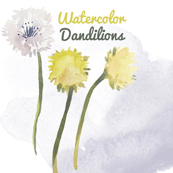 Watercolor Dandelion Weed Flower Clip Art by DigitalPressCreation