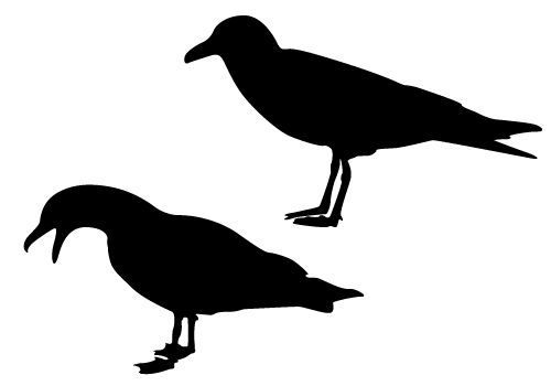 Seagull Silhouette Vector Free Download Get PNG, JPEG, EPS Files