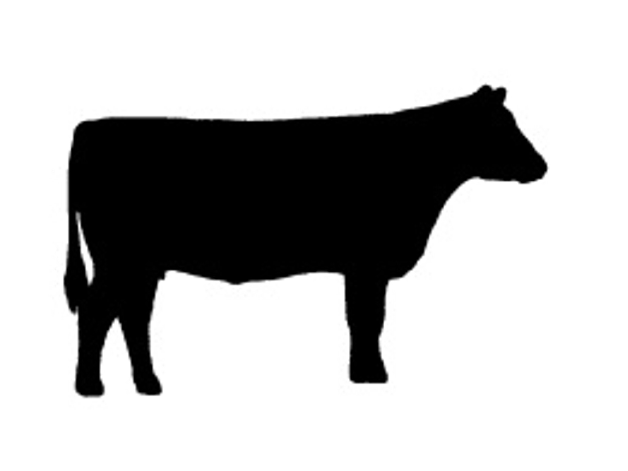 show calf silhouette