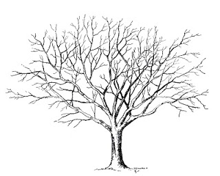 Willow tree roots clipart