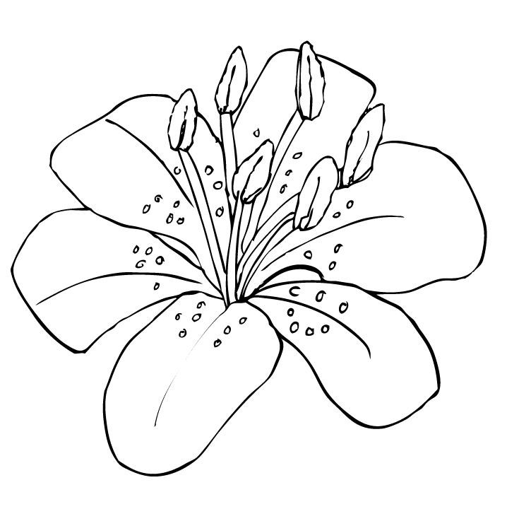 lilies clipart black and white cars