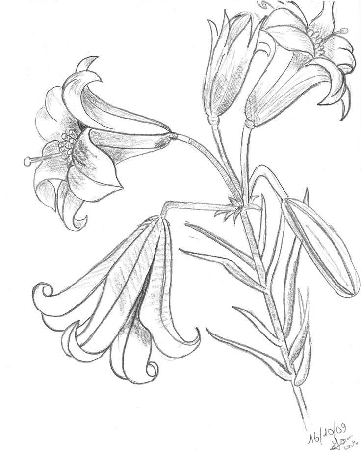 tiger lily coloring pages