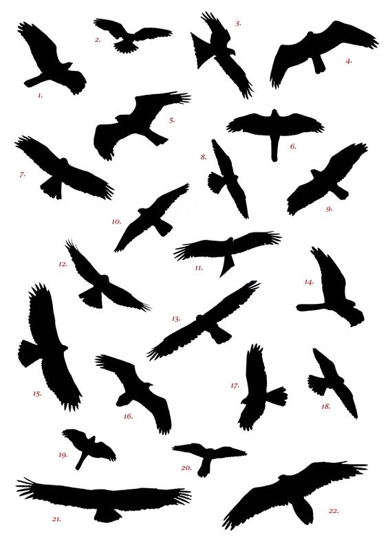 Spanish Raptor Silhouette Competition Birding In Spain Blog