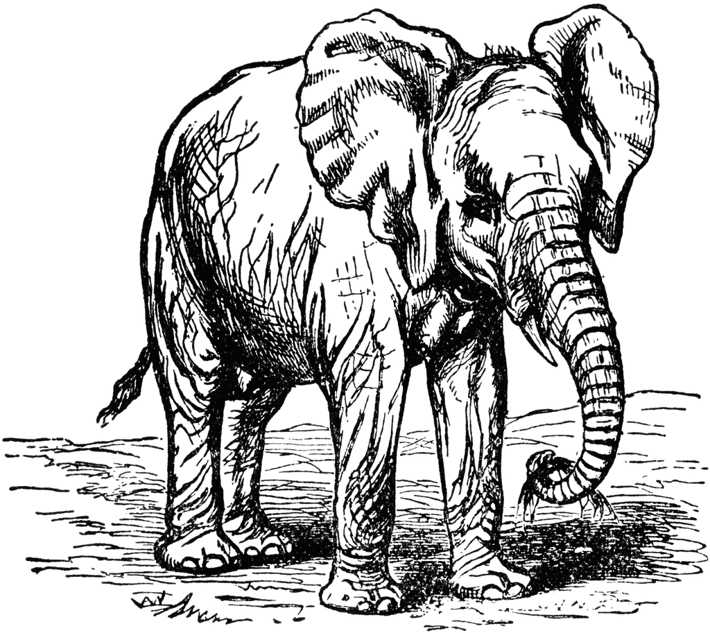 Elephant africa clipart black and white