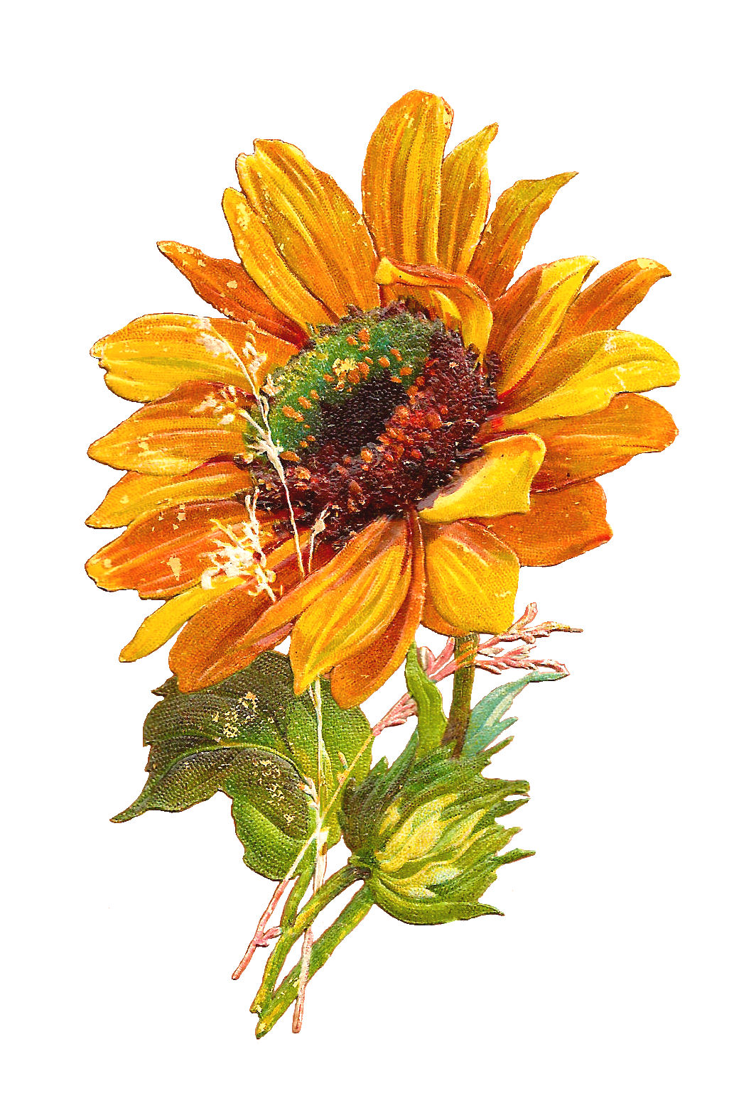 Sunflower Background Cliparts