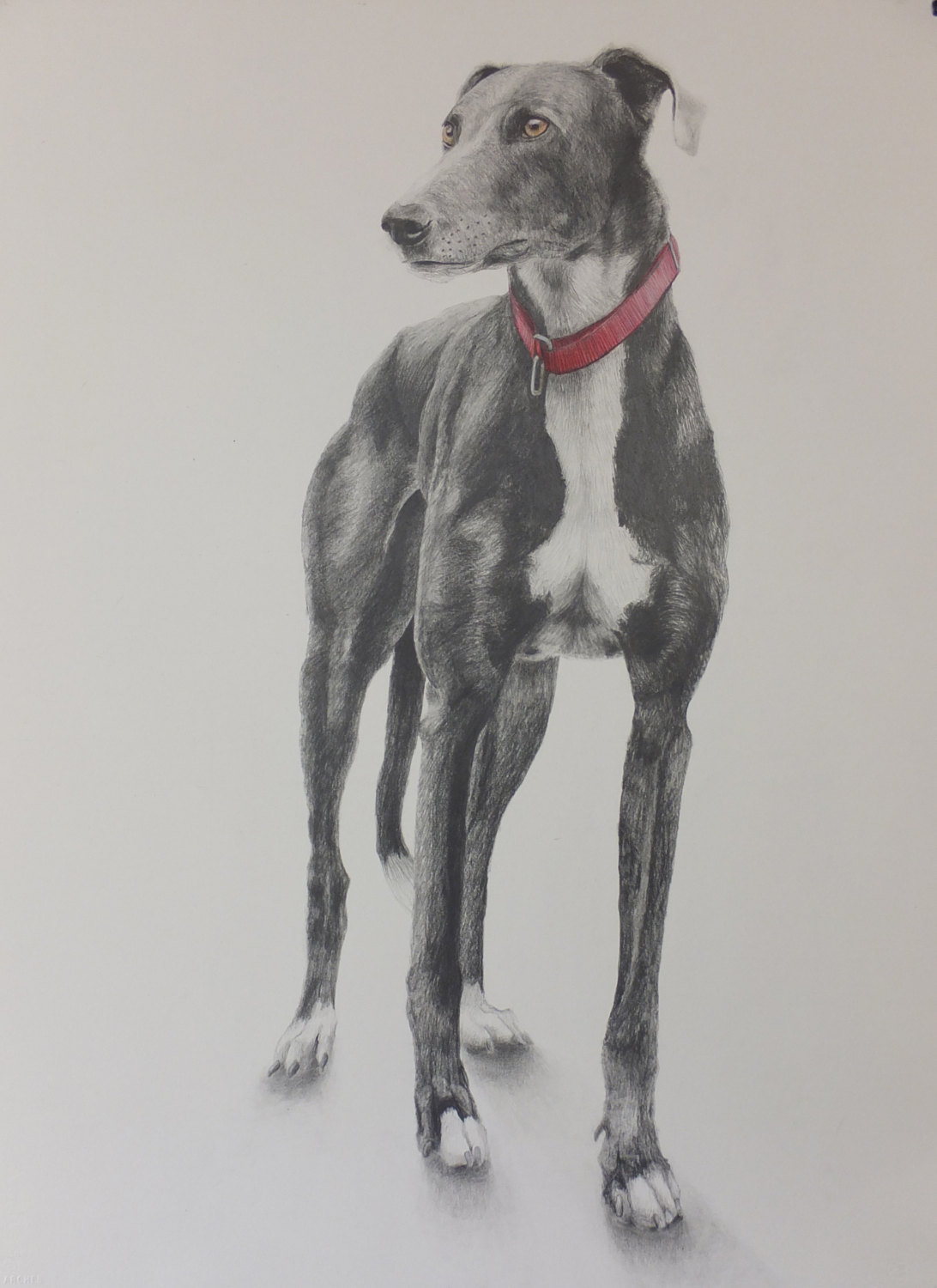 Dog pencil drawing