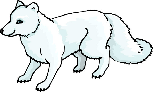Snow Seal Cliparts